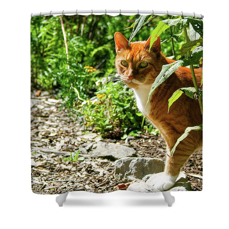 Marmalade Cats Shower Curtain featuring the photograph Murphy by Kristin Hatt
