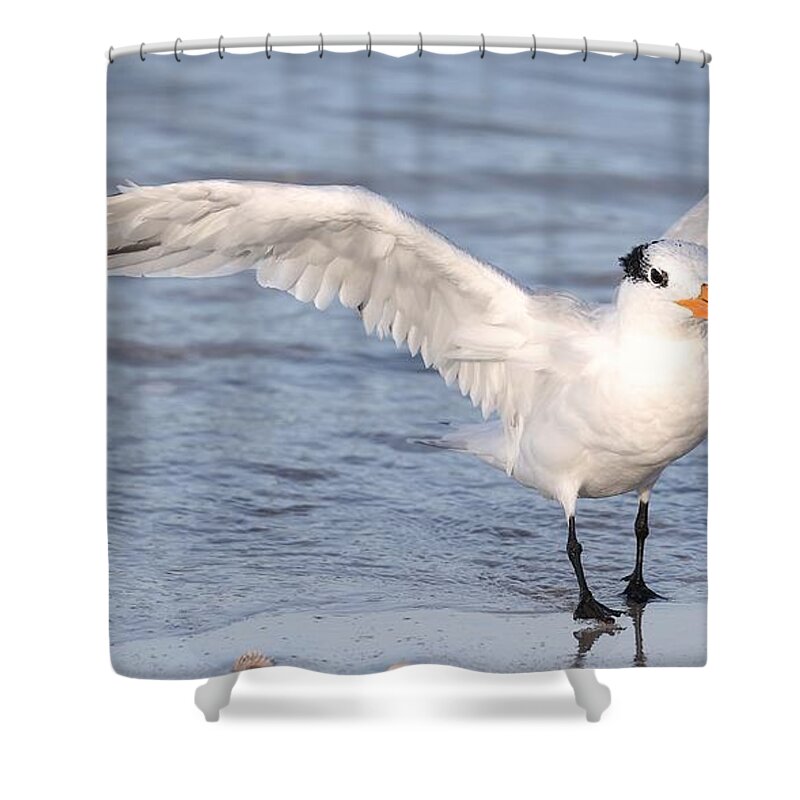 Royal Terns Shower Curtain featuring the photograph Muscular Wings 2 by Mingming Jiang
