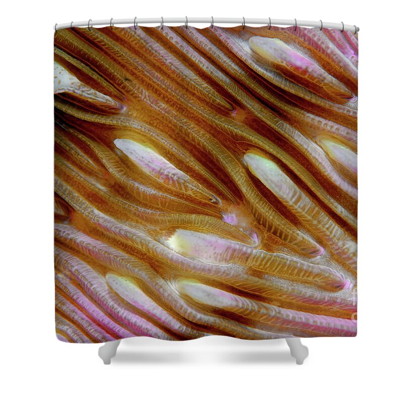 70000192 Shower Curtain featuring the photograph Mushroom Coral Detail by Hans Leijnse