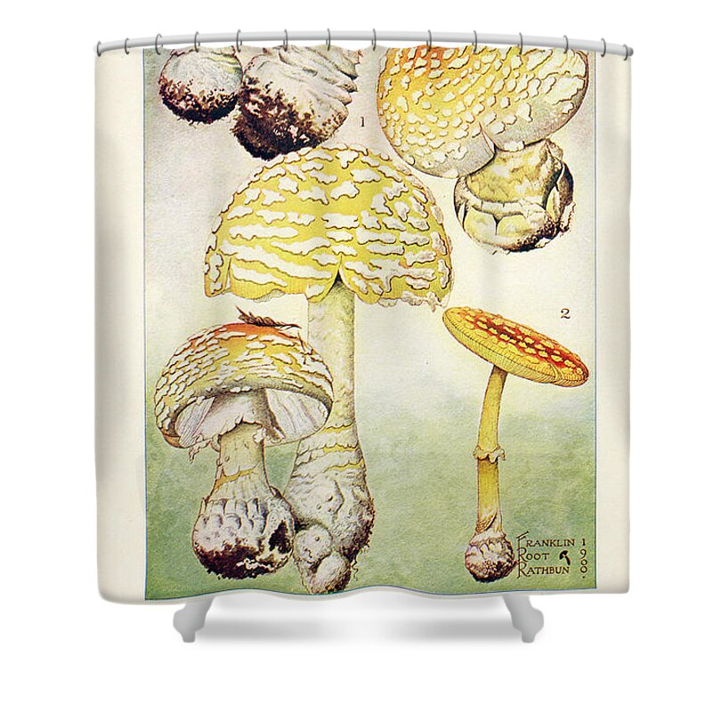 Mushroom Shower Curtain featuring the painting Mushrooms, Edible, Poisonous, Etc. by F R Rathburn