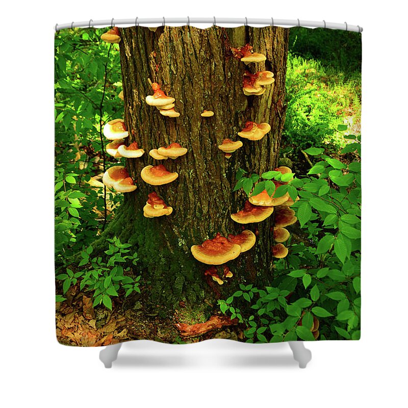 Mushrooms On Nj Appalachian Trail Shower Curtain featuring the photograph Mushrooms on NJ Appalachian Trail by Raymond Salani III