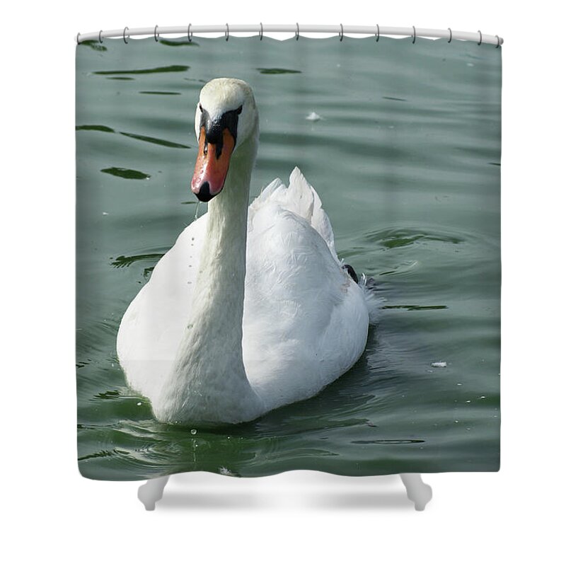  Shower Curtain featuring the photograph Mute Swan by Heather E Harman