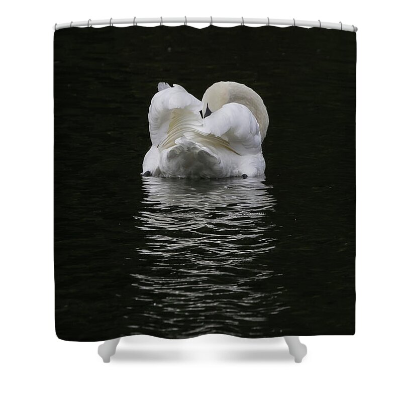 Flyladyphotographybywendycooper Shower Curtain featuring the photograph Mute Swan by Wendy Cooper