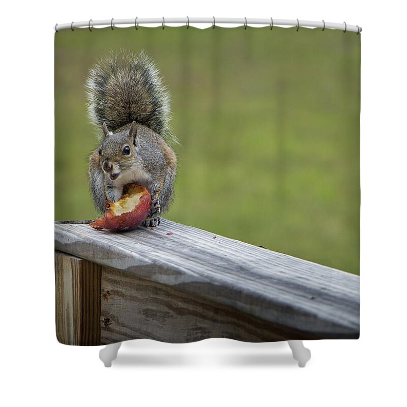 Squirrel Shower Curtain featuring the photograph My Apple by M Kathleen Warren