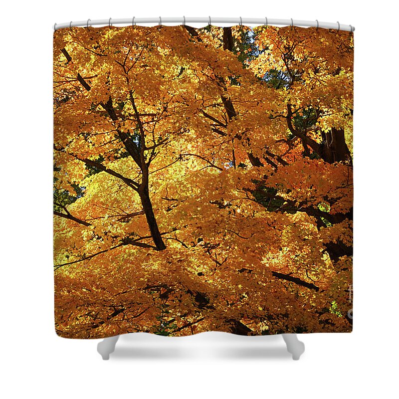 My Autumn Sunshine Shower Curtain featuring the photograph My Autumn Sunshine by Rachel Cohen