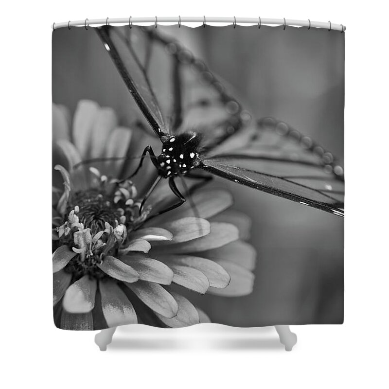 Butterfly Shower Curtain featuring the photograph My Black and White Side by Scott Burd