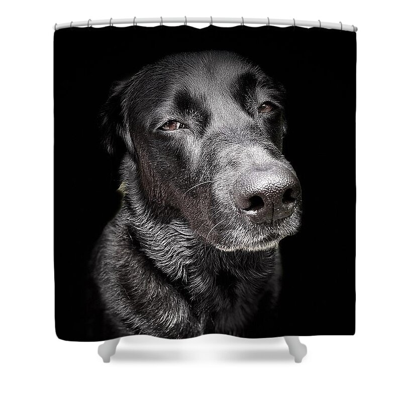 Dog Shower Curtain featuring the photograph My Dog Darby by David Letts