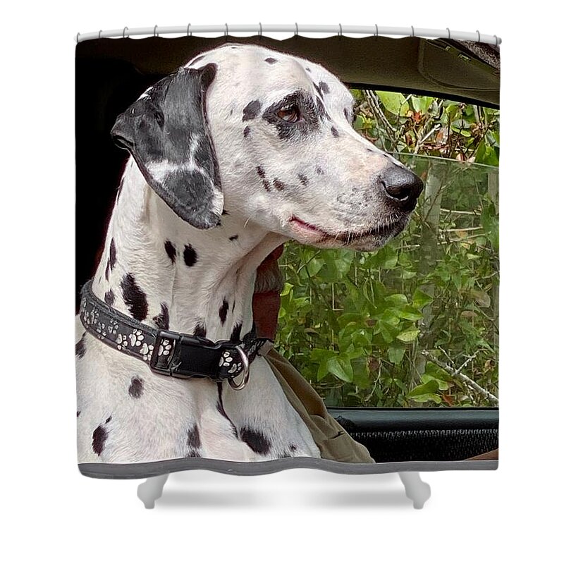 Dalmatian Shower Curtain featuring the photograph My Fire Dog by Forrest Fortier