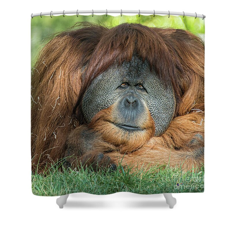 Brown Shower Curtain featuring the photograph My Friendly Look by David Levin