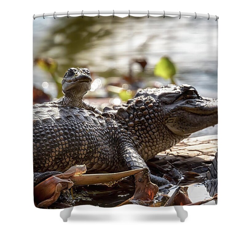 Wildlife Shower Curtain featuring the photograph My Sibling is a Pest by Susan Rissi Tregoning