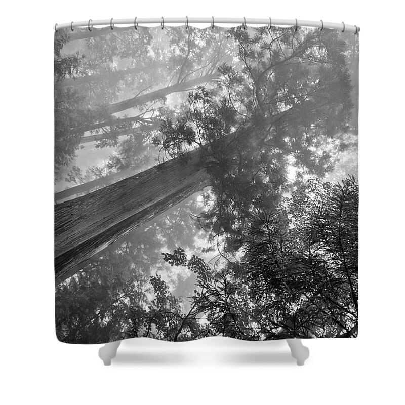 Japan Shower Curtain featuring the photograph Mysterious forest, Nikko. Japan by Lie Yim