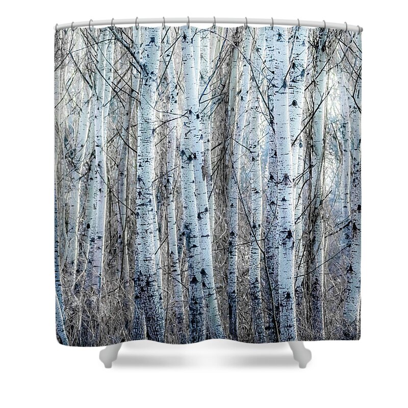 Aspen Shower Curtain featuring the photograph Mystic Forest Of Poplar Trees With Black And White Stems by Andreas Berthold