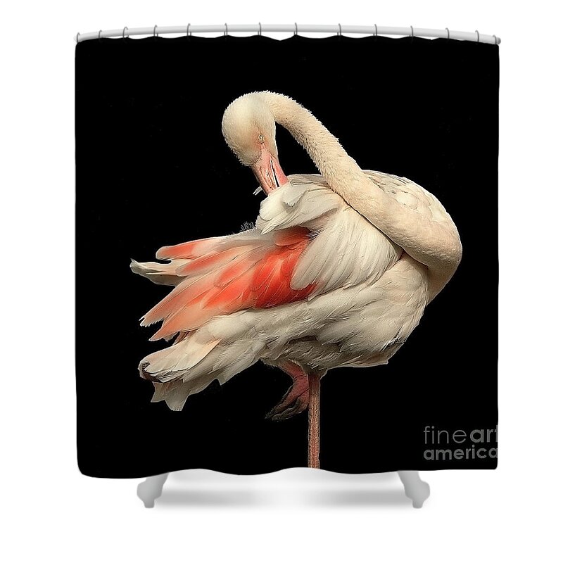 Flamingo Posing Ballerina Gentle Delicate Red Black Flexible Long Neck Curved White Pink Animal Big Elegant Elegance Single Alone Beauty Handsome Expressionistic Figure Character Expressive Charming Aesthetic Singular Shaped Modelling Posture Bird Natural History Powerful Beautiful Attractive Creative Stylish Striking Amazing Solo Fantastic Fabulous Proud Flexible Beak Vivid Contrast Sentimental Solitary Lonely Lonesome Loner Style Shy Hidden Feathers Standing One Leg Pretty Delightful Shy Wing Shower Curtain featuring the photograph Beautiful Flamingo Posing On One Leg Like A Ballerina On Effective Black Background by Tatiana Bogracheva