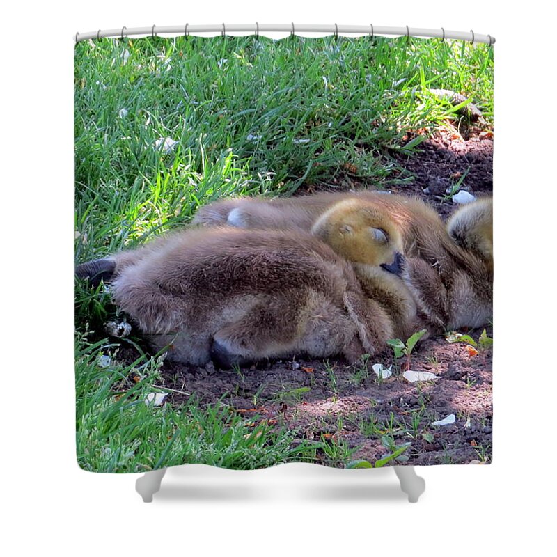 Canada Goose Shower Curtain featuring the photograph Nap time by Jean Evans