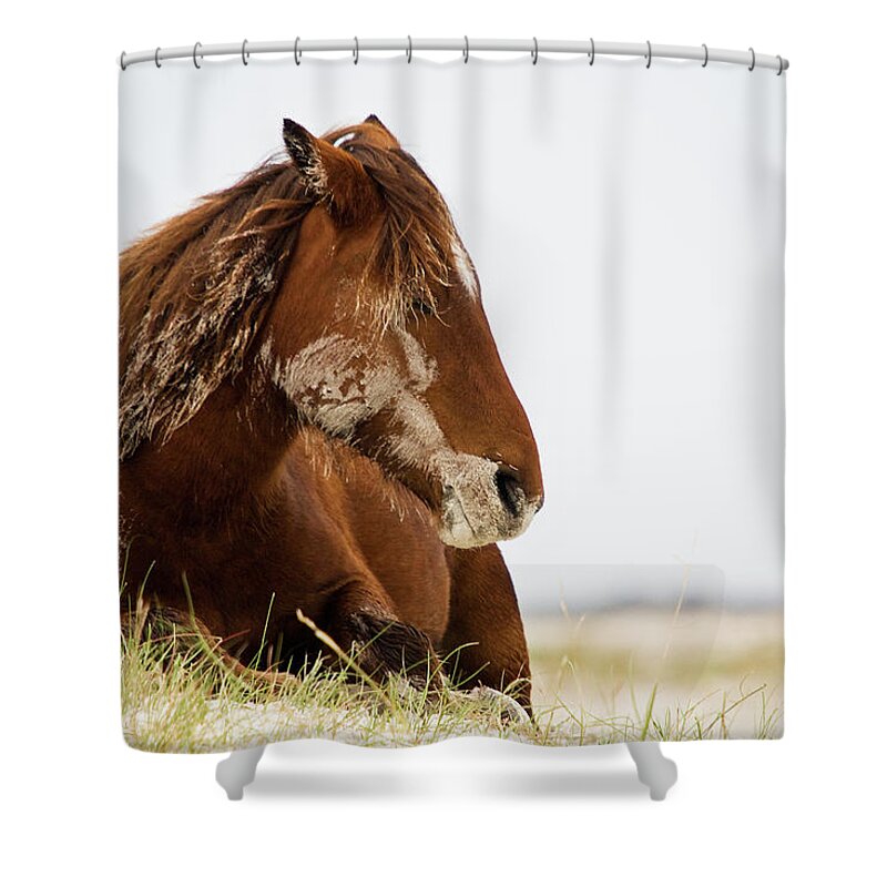 Wild Horse Shower Curtain featuring the photograph Napping Wild Mustang Wakes Up by Bob Decker