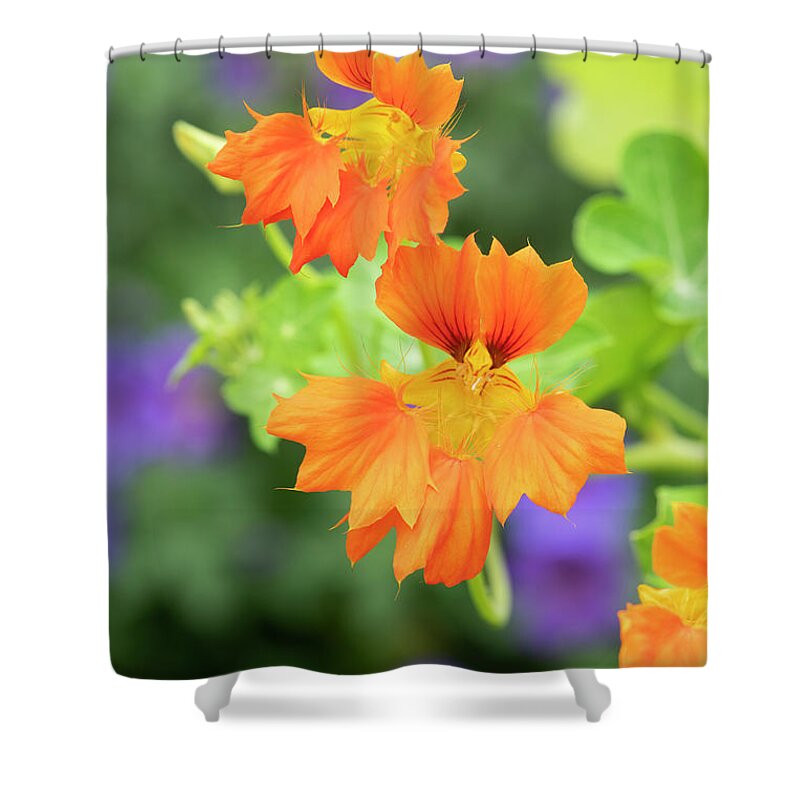 Nasturtium Shower Curtain featuring the photograph Nasturtium Phoenix Flowers by Tim Gainey
