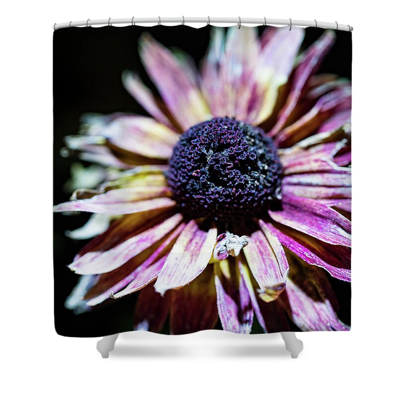 Plants Shower Curtain featuring the photograph Nature Photography - Dried Floral by Amelia Pearn