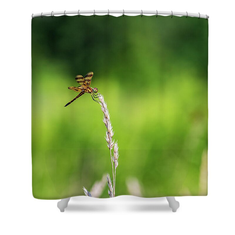 Animals Shower Curtain featuring the photograph Nature Photography - Wild Dragonfly by Amelia Pearn