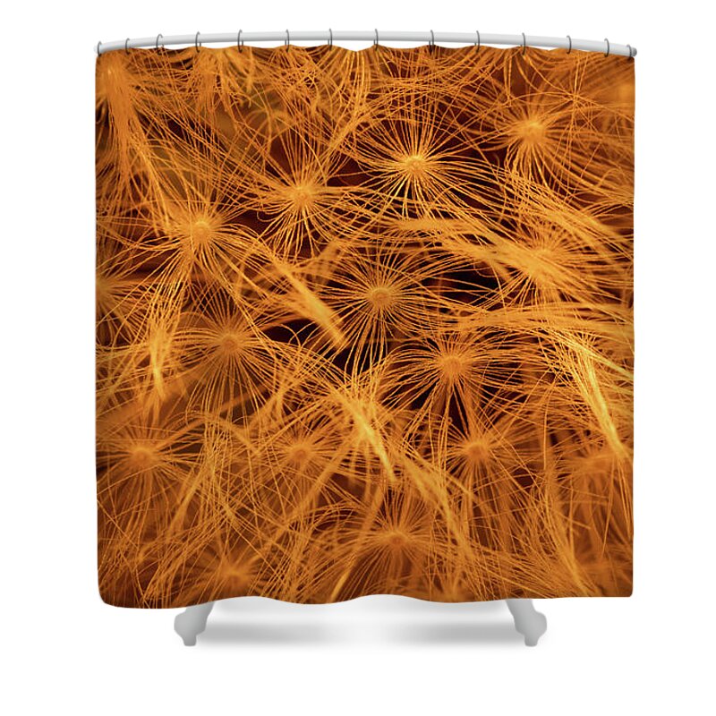 Dandelion Shower Curtain featuring the photograph Nature's Fireworks by Kevin Schwalbe