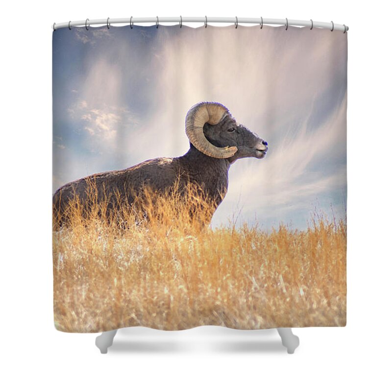 Bighorn Sheep Shower Curtain featuring the photograph Nature's Ram by Jerry Cahill