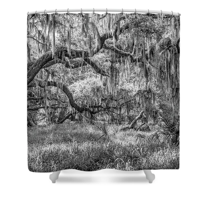 Nature Shower Curtain featuring the photograph 'Neath the Live Oaks by W Chris Fooshee