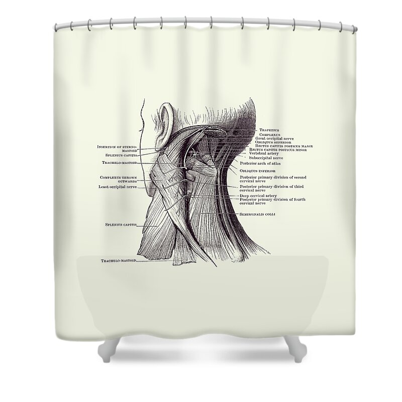 Neck Shower Curtain featuring the drawing Neck Muscular System Diagram - Vintage Anatomy 2 by Vintage Anatomy Prints