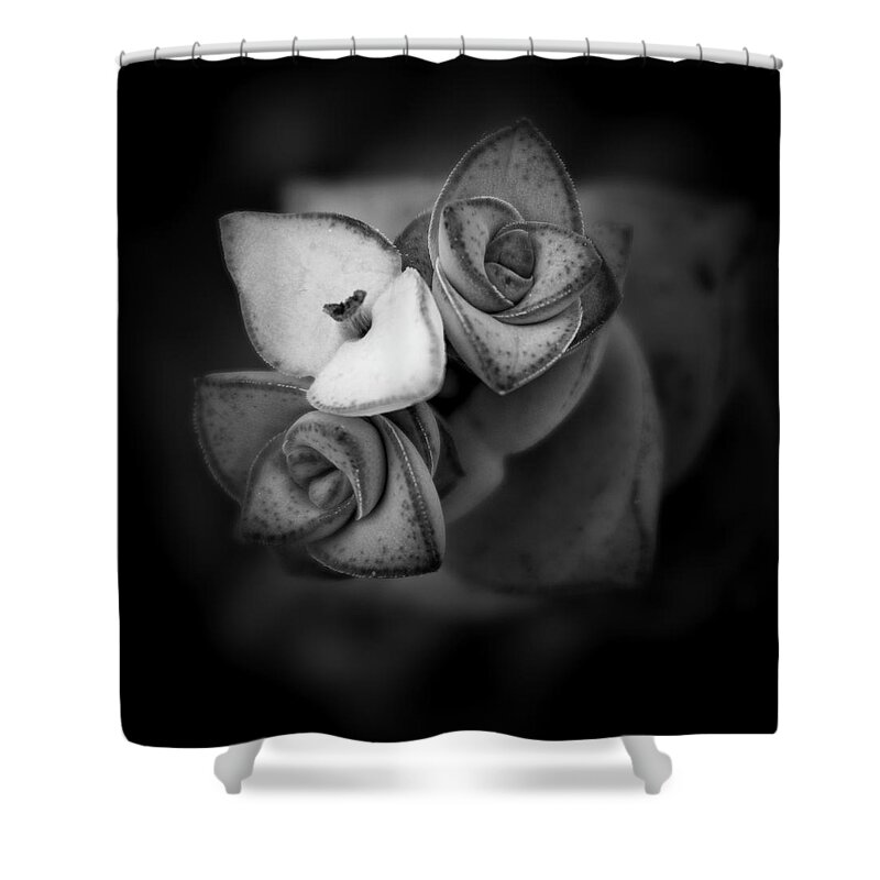 Necklace Vine Shower Curtain featuring the photograph Necklace Vine by Forest Floor Photography