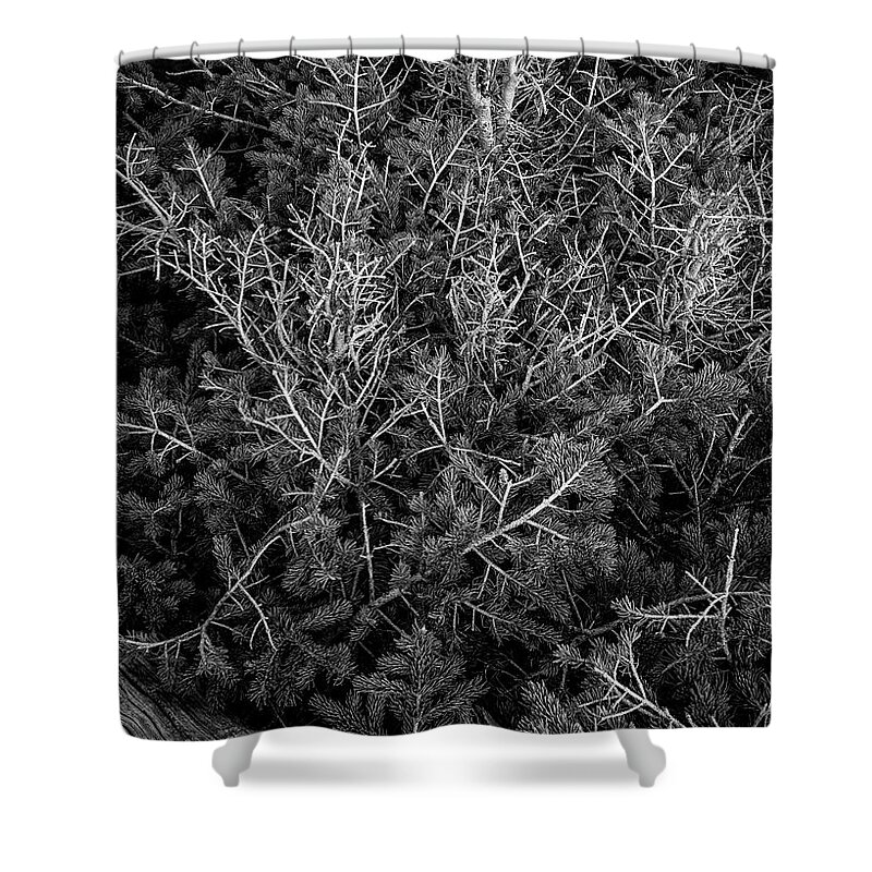Ancient Sentinels Shower Curtain featuring the photograph New Generation by Maresa Pryor-Luzier