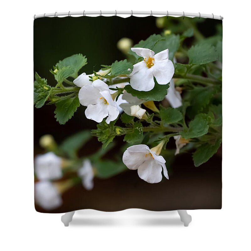 Flower Shower Curtain featuring the photograph New White Flowers by Linda Bonaccorsi