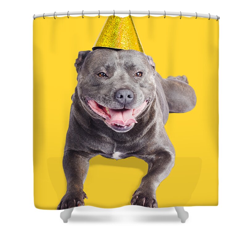 Party Shower Curtain featuring the photograph New year dog with party hat by Jorgo Photography