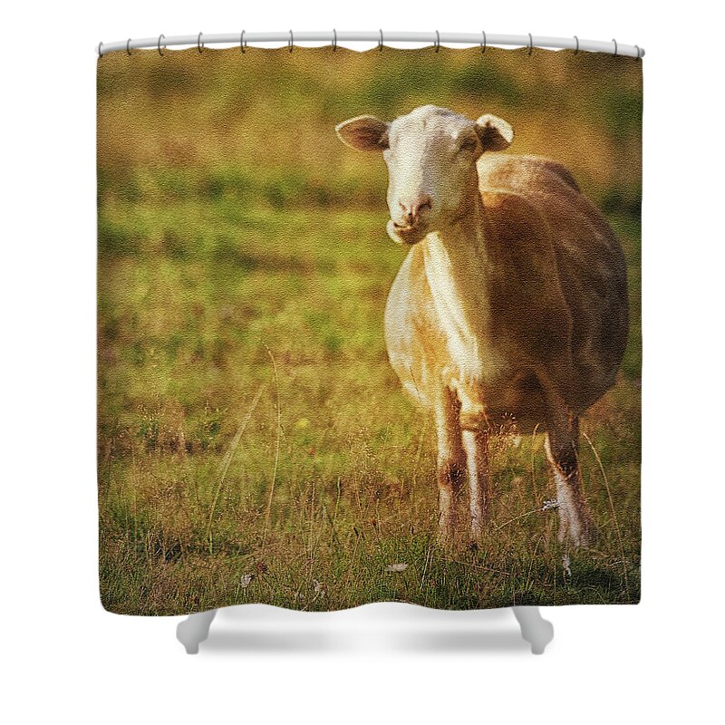 Sheep Shower Curtain featuring the photograph Newfie by Tatiana Travelways