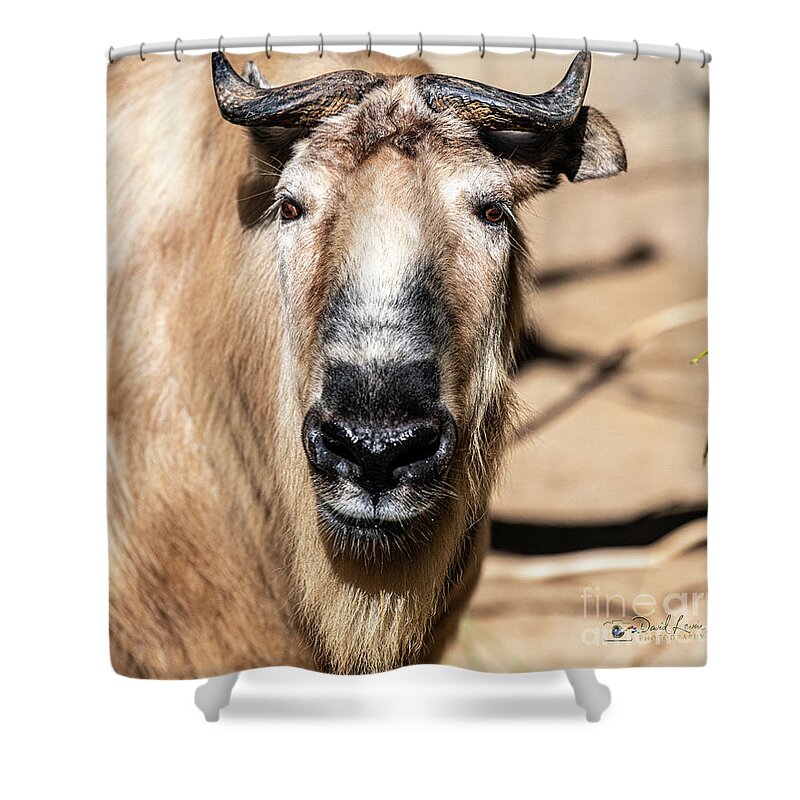 Cattle Chamois Shower Curtain featuring the photograph Nice to Meet Gnu by David Levin