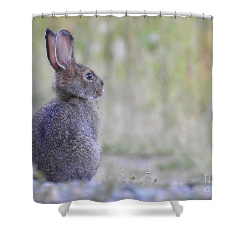Rabbit Shower Curtain featuring the photograph Nipped by frost by Nicola Finch