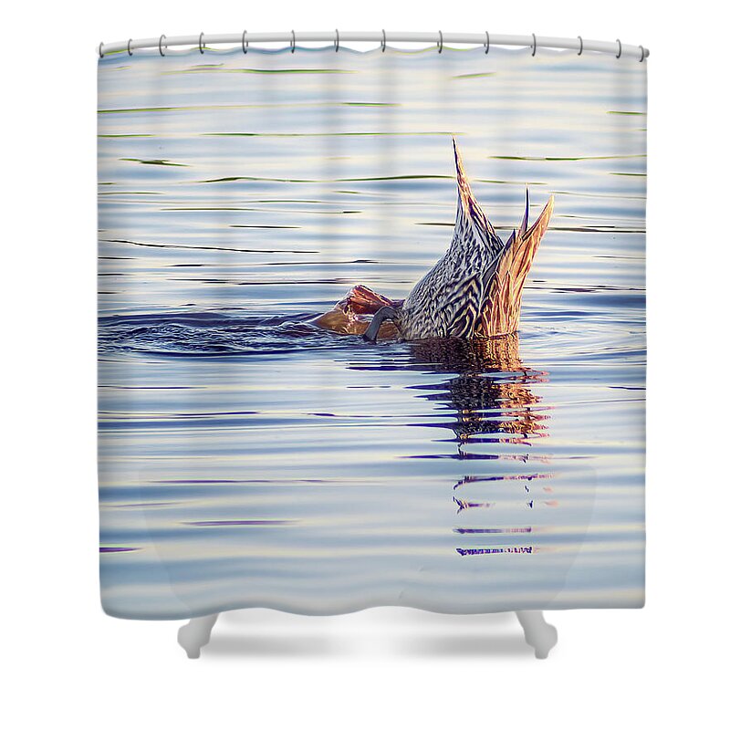 Aquatic Shower Curtain featuring the photograph No Butts About It by Gary Geddes