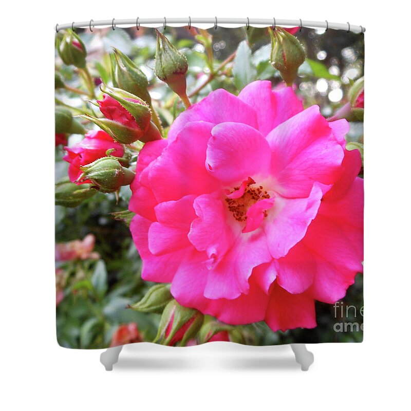 Knockout Rose Shower Curtain featuring the photograph Nora's Knockout Roses by Kristin Aquariann