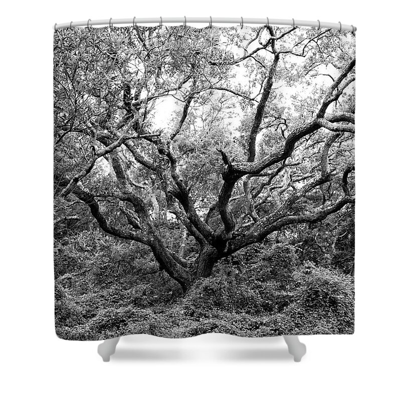 Live Oak Shower Curtain featuring the photograph North Carolina Live Oak Tree in Black and White by Bob Decker