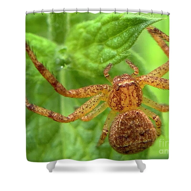 Spider Shower Curtain featuring the photograph Northern Crab Spider by Catherine Wilson