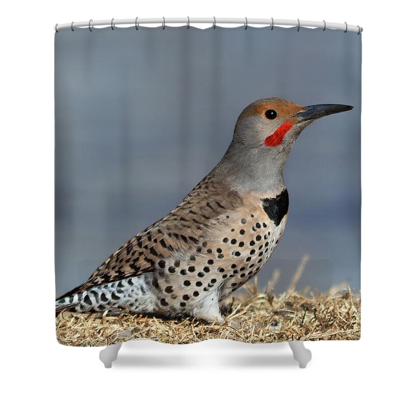 Flickers Shower Curtain featuring the photograph Northern Flicker by Kathleen Bishop