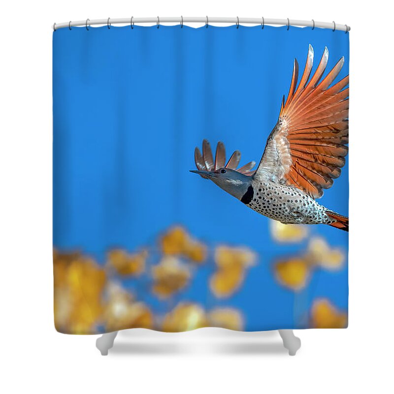 Flying Shower Curtain featuring the photograph Northern Flicker by Rick Mosher