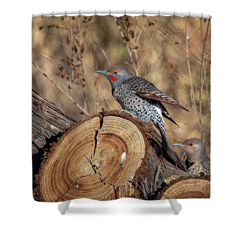 Northern Flicker Woodpecker Shower Curtain featuring the photograph Northern Flickers by Rick Mosher