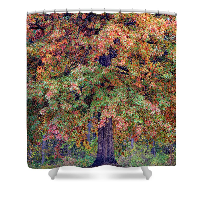 Northern Pin Oak Shower Curtains