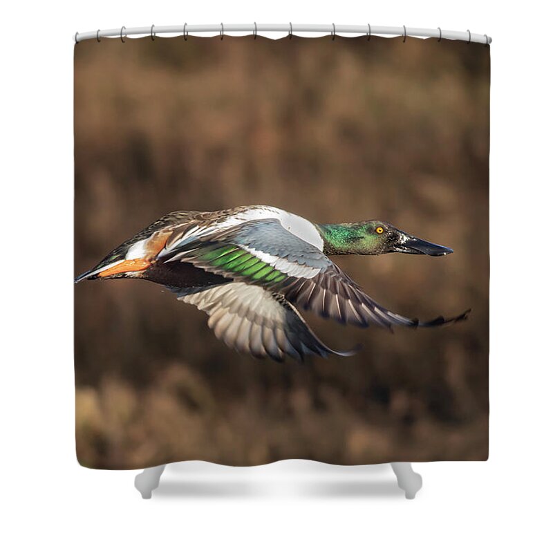 Wildlife Reserve Shower Curtain featuring the photograph Northern Shoveler Flight by Mark Miller