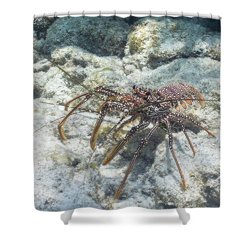 Animals Shower Curtain featuring the photograph Not From Maine by Lynne Browne