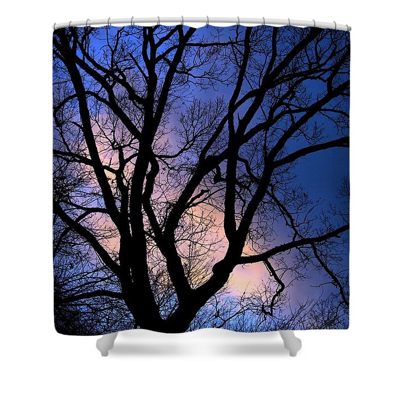 Tree Shower Curtain featuring the photograph November Sky by Mary Walchuck