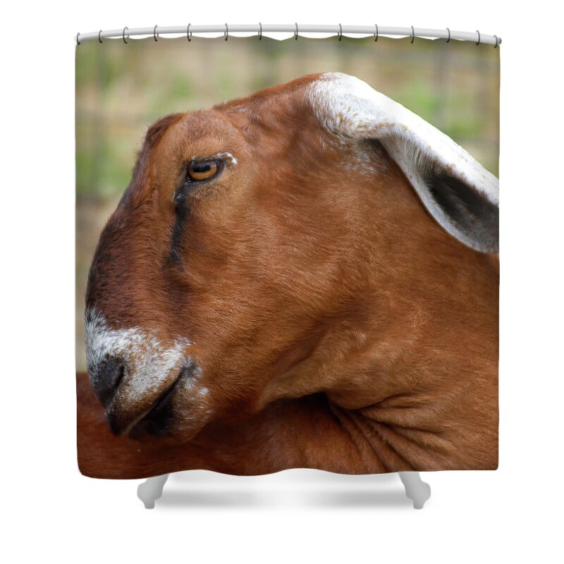 Goat Shower Curtain featuring the photograph Nubian Goat by Flinn Hackett