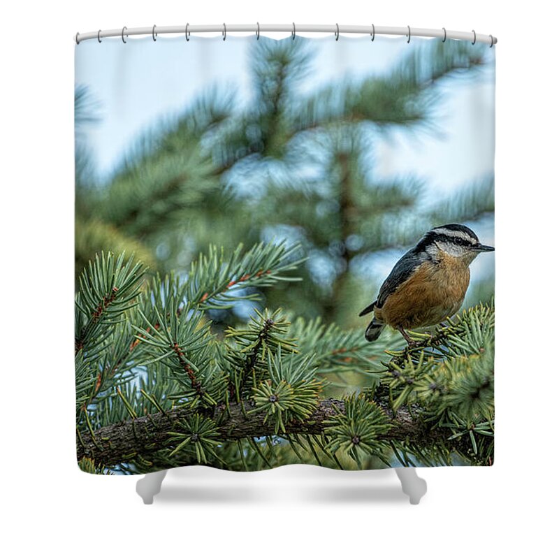 Bird Shower Curtain featuring the photograph Nuthatch Posing by Pamela Dunn-Parrish