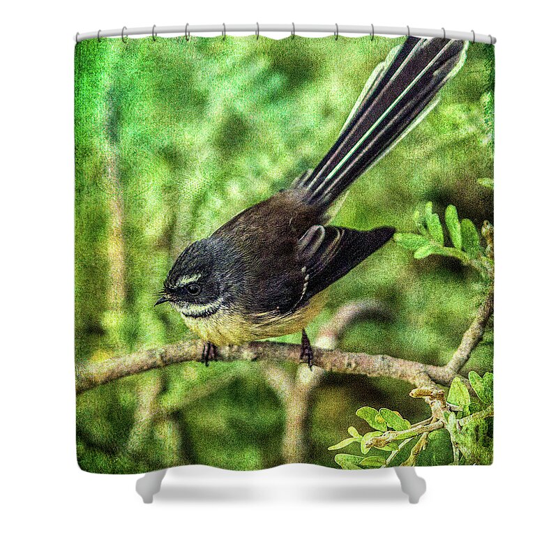 Bird Shower Curtain featuring the photograph N.Z. Fantail 3 by Roseanne Jones