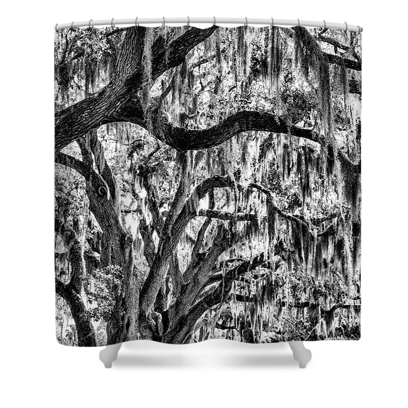 Moss Shower Curtain featuring the photograph Oak Trees Spanish Moss by Robert Wilder Jr