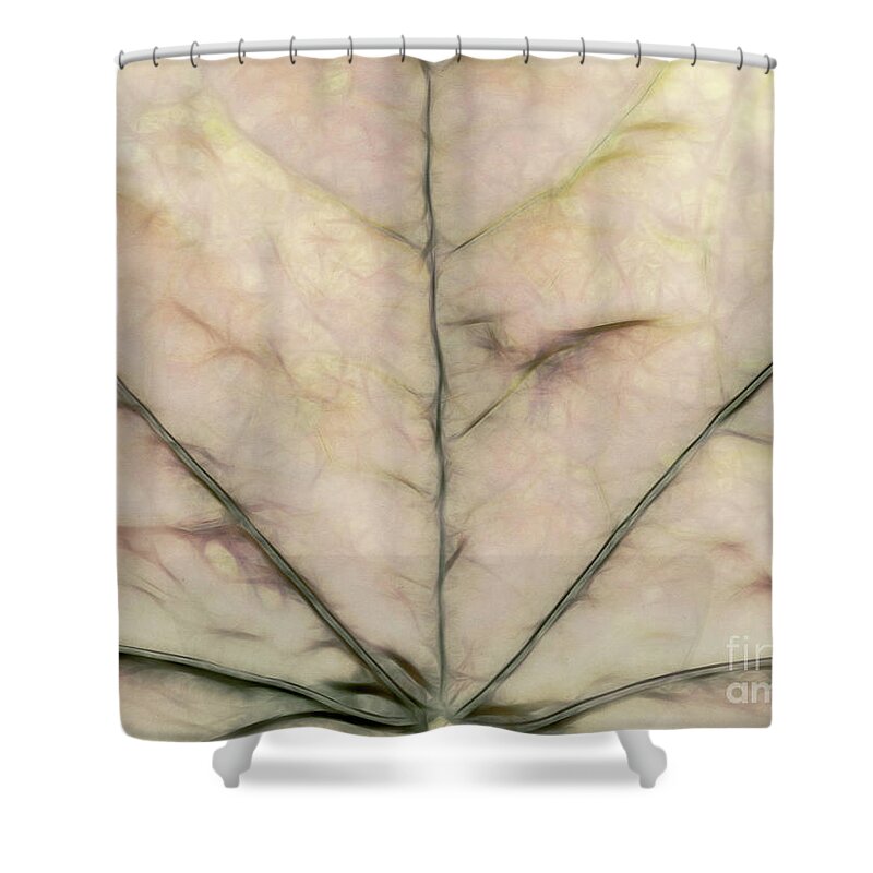 Beige Shower Curtain featuring the photograph Oatmeal by Elaine Teague