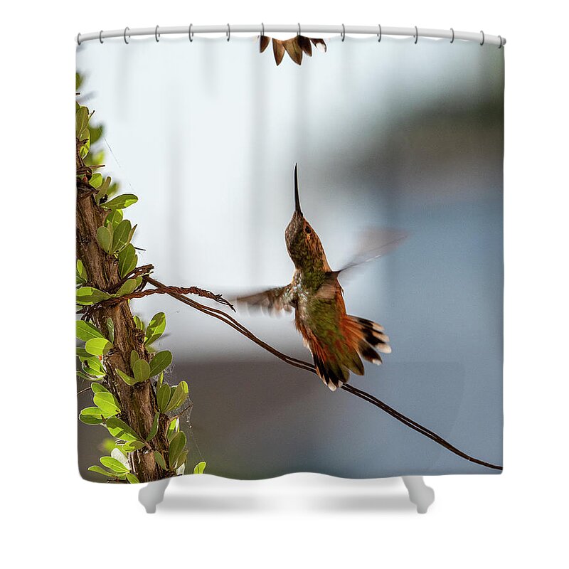 Hummingbirds Shower Curtain featuring the photograph Oh you're gonna get it now by Joe Schofield